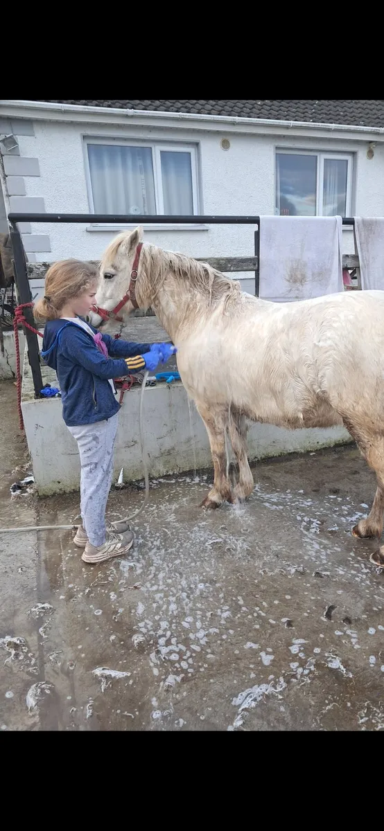 Bombproof Pony - Image 4