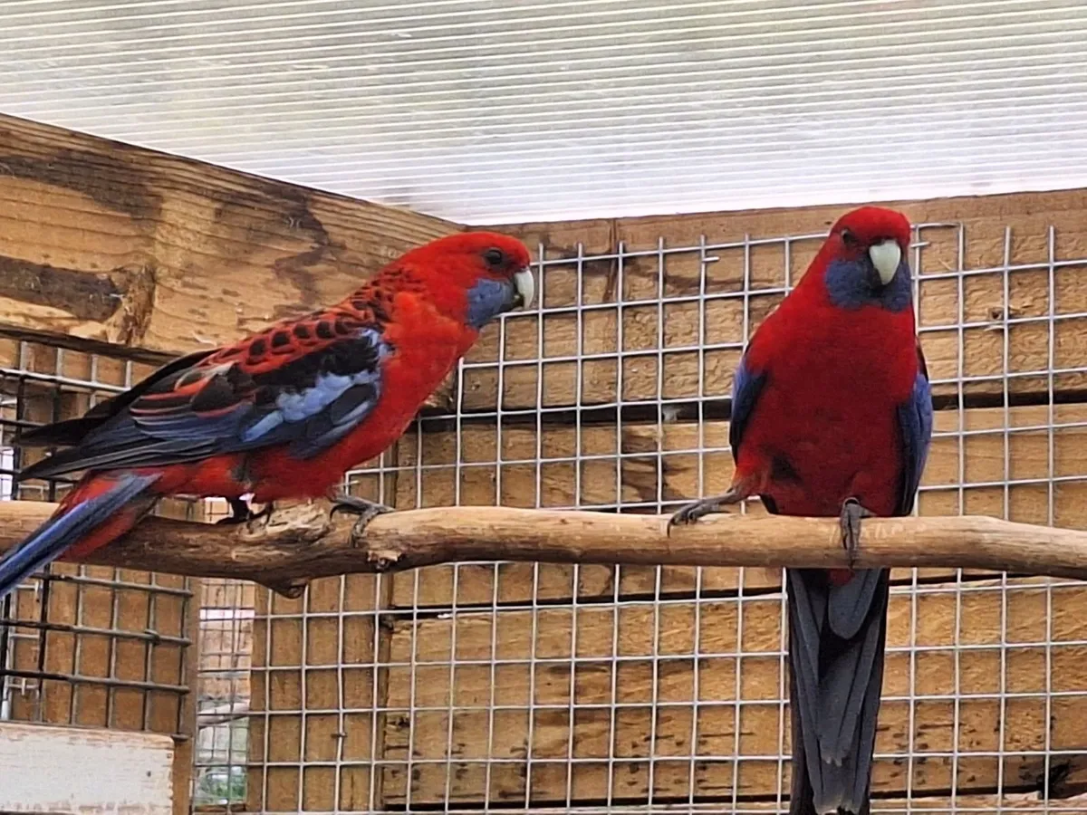 Plumbhead Parakeets & Crimson Rosella Parakeets - Image 2
