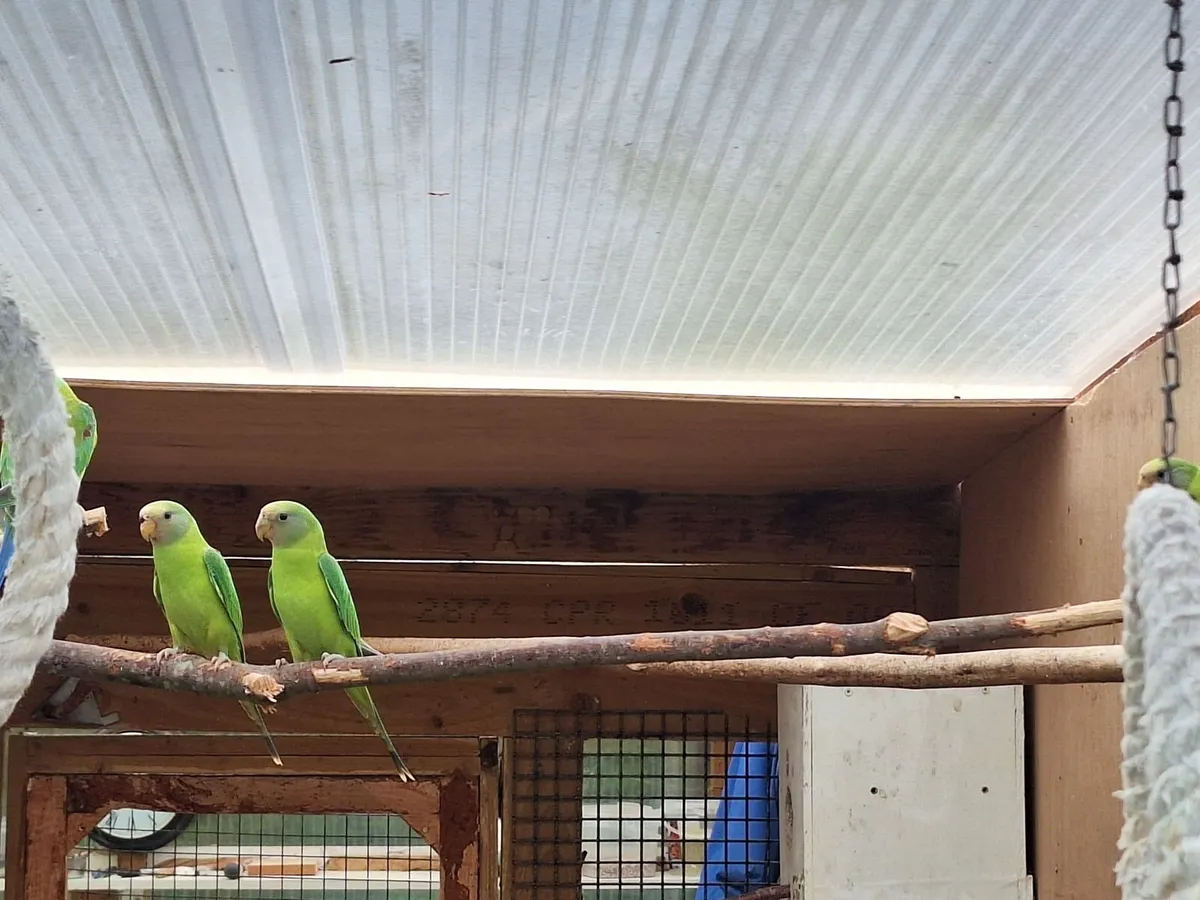 Plumbhead Parakeets & Crimson Rosella Parakeets - Image 3