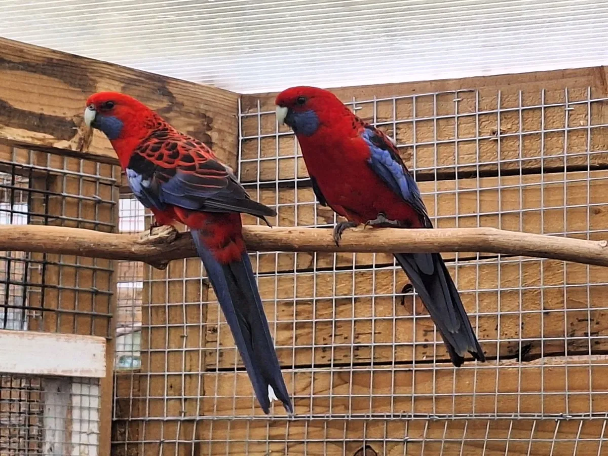 Plumbhead Parakeets & Crimson Rosella Parakeets - Image 1