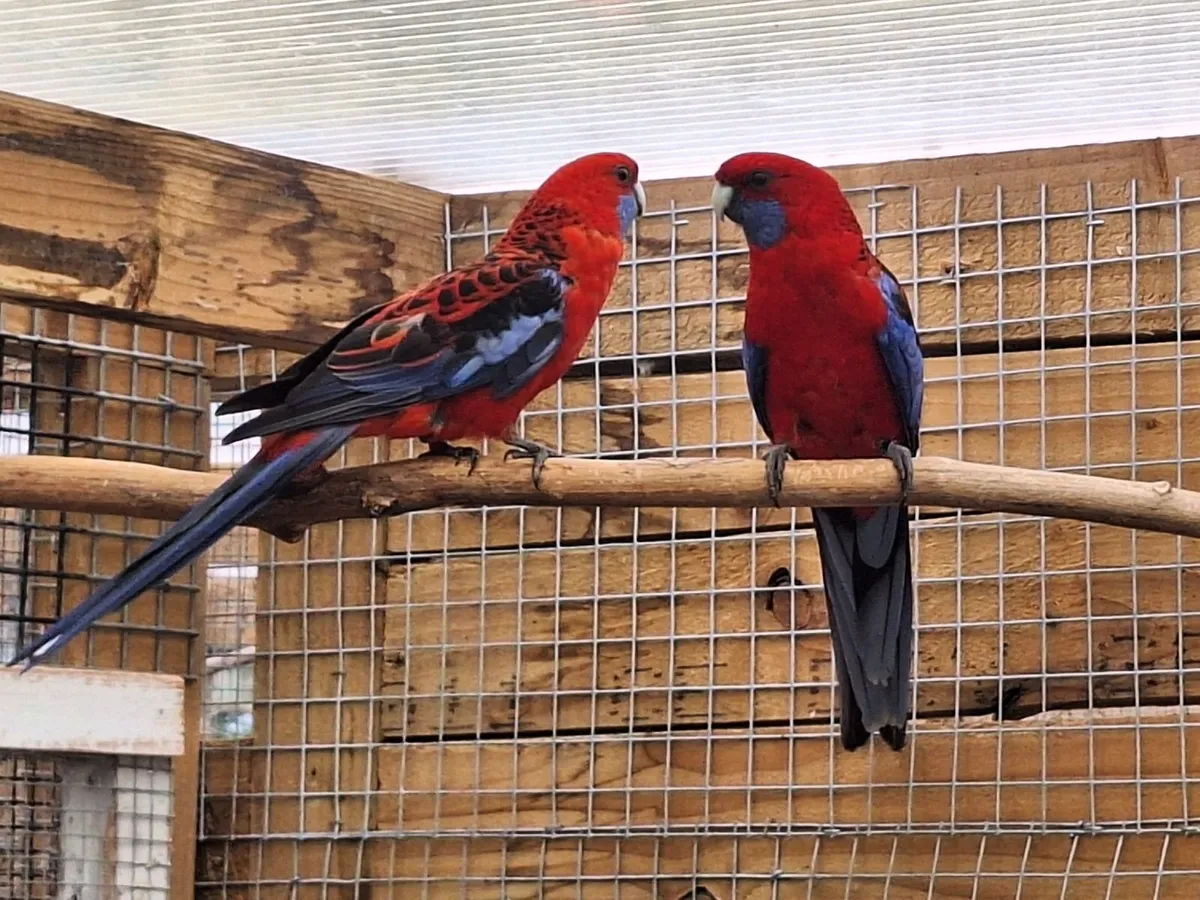 Plumbhead Parakeets & Crimson Rosella Parakeets - Image 4