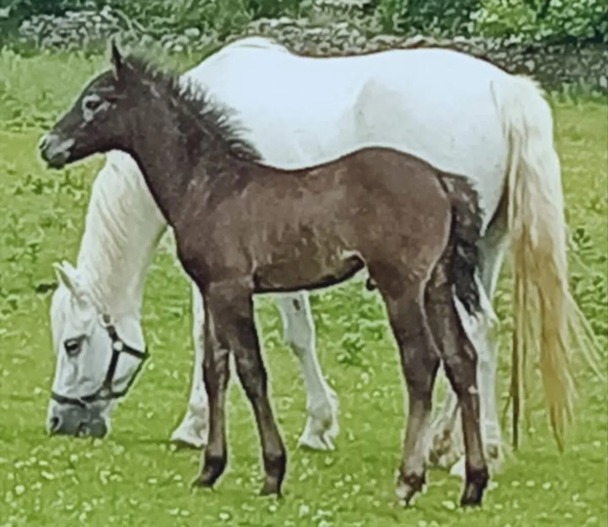 Connemara  class 1 Broodmare  (147cm) - Image 1