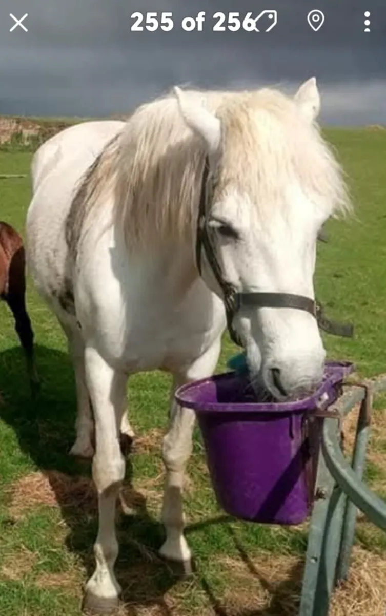 Connemara  class 1 Broodmare  (147cm) - Image 2