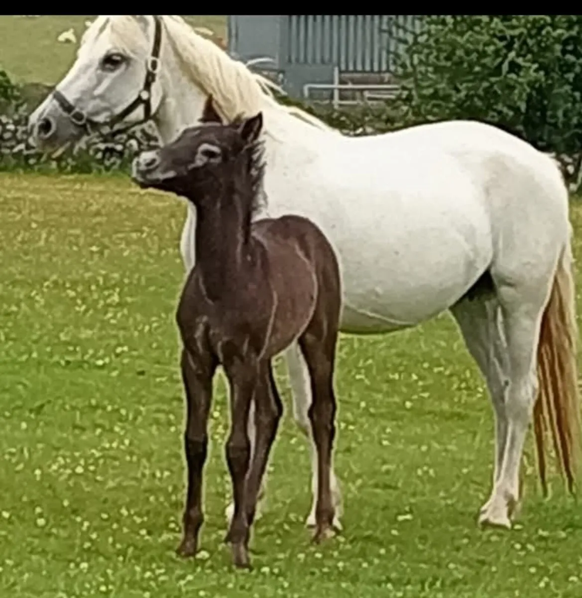 Connemara  class 1 Broodmare  (147cm) - Image 3