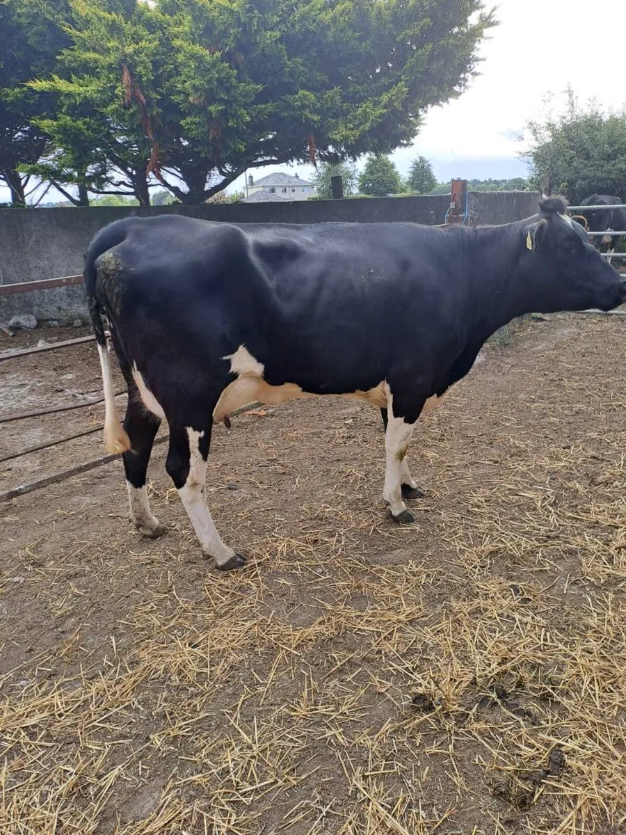 Fr. heifers - Image 1