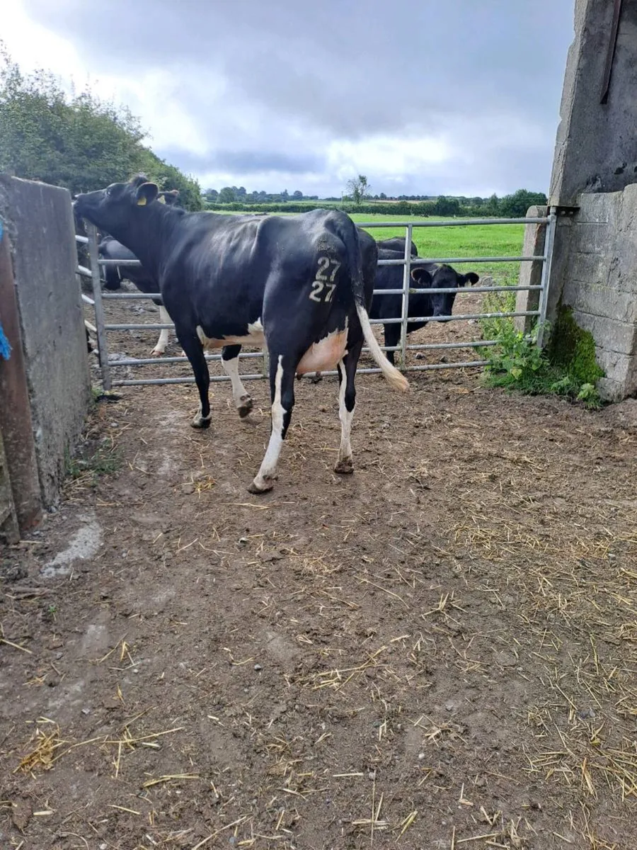 Fr. heifers - Image 2