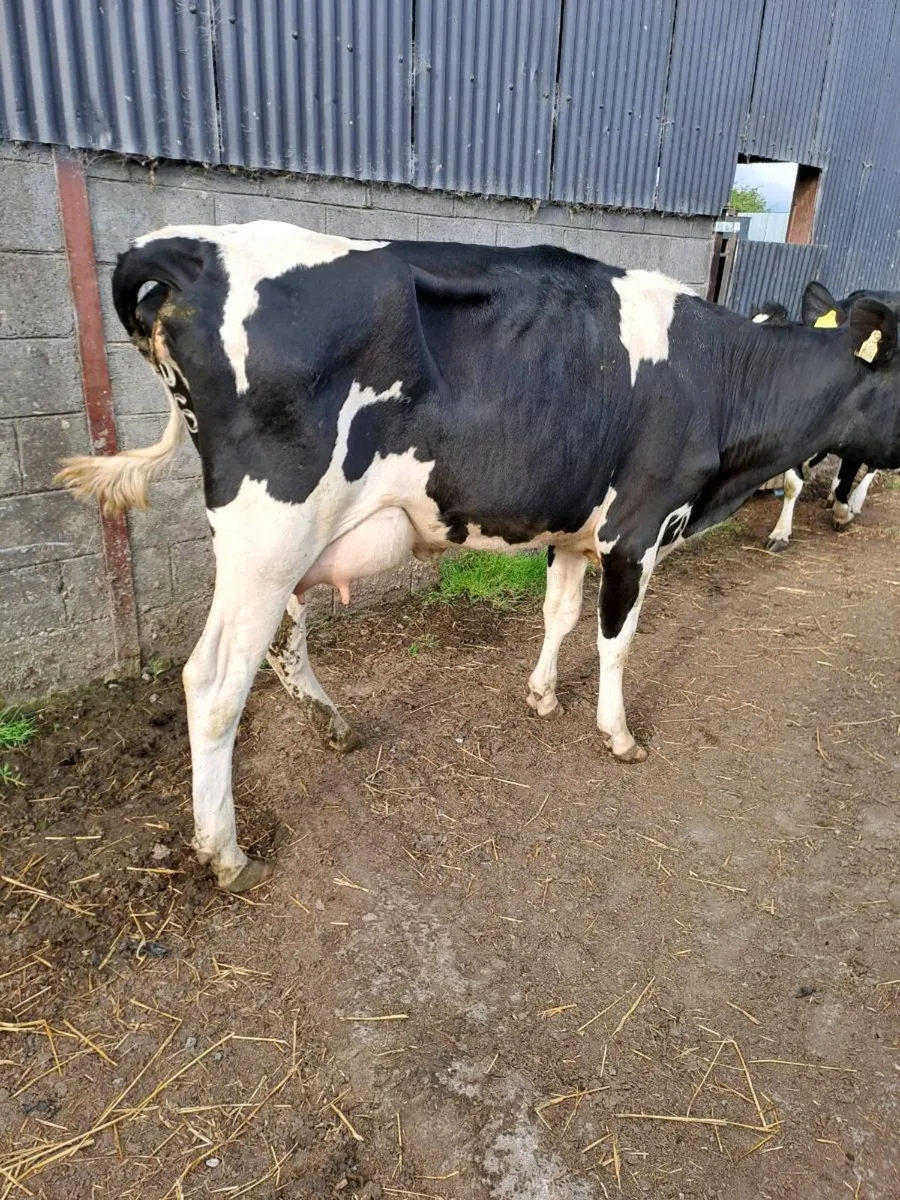 Fr. heifers - Image 3