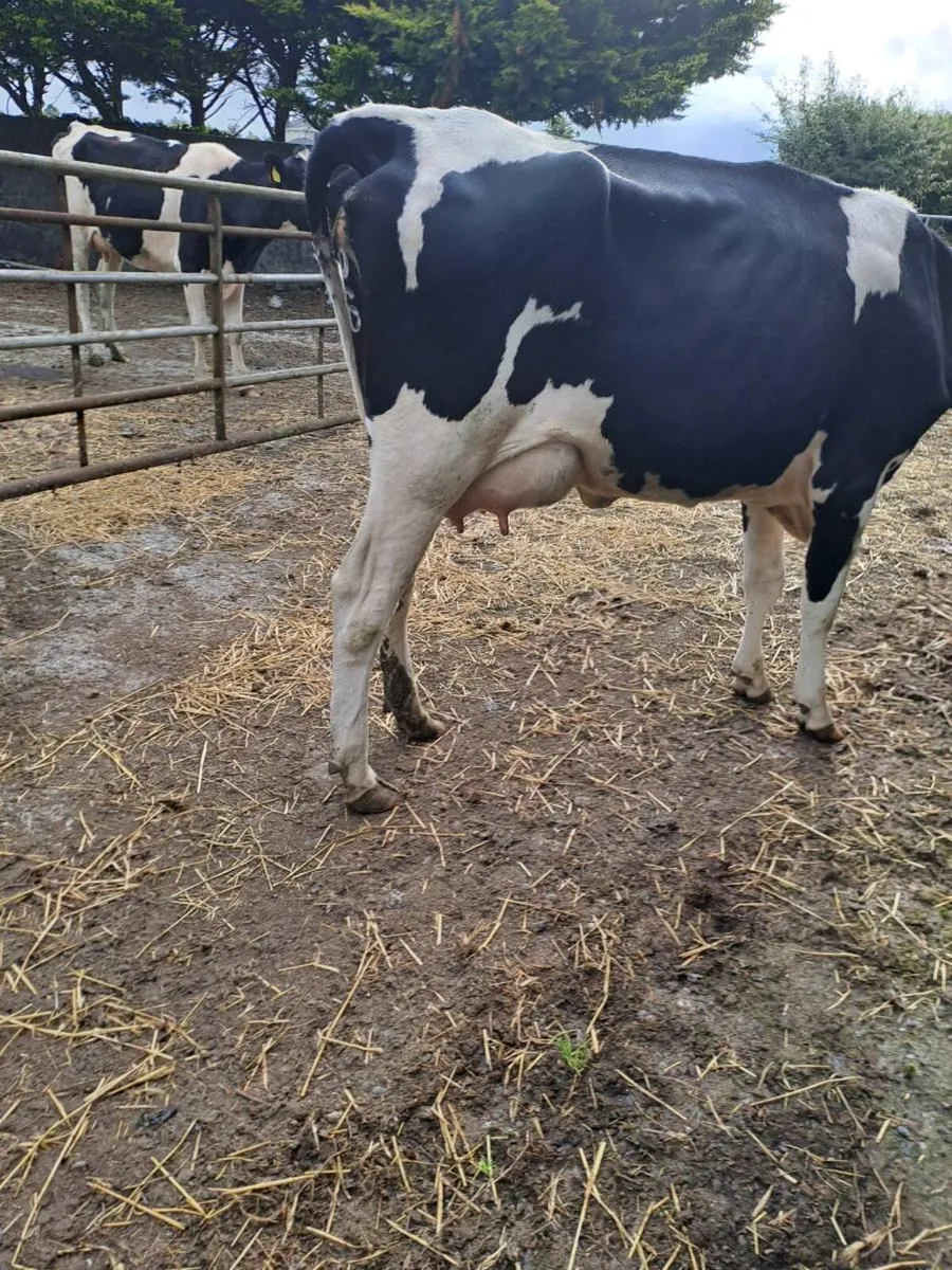 Fr. heifers - Image 4