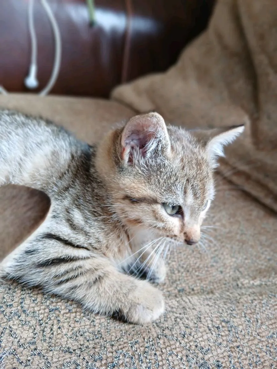 Friendly, good natured Kittens - Image 1