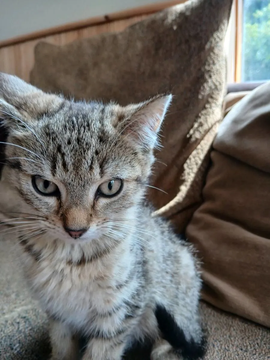 Friendly, good natured Kittens - Image 3