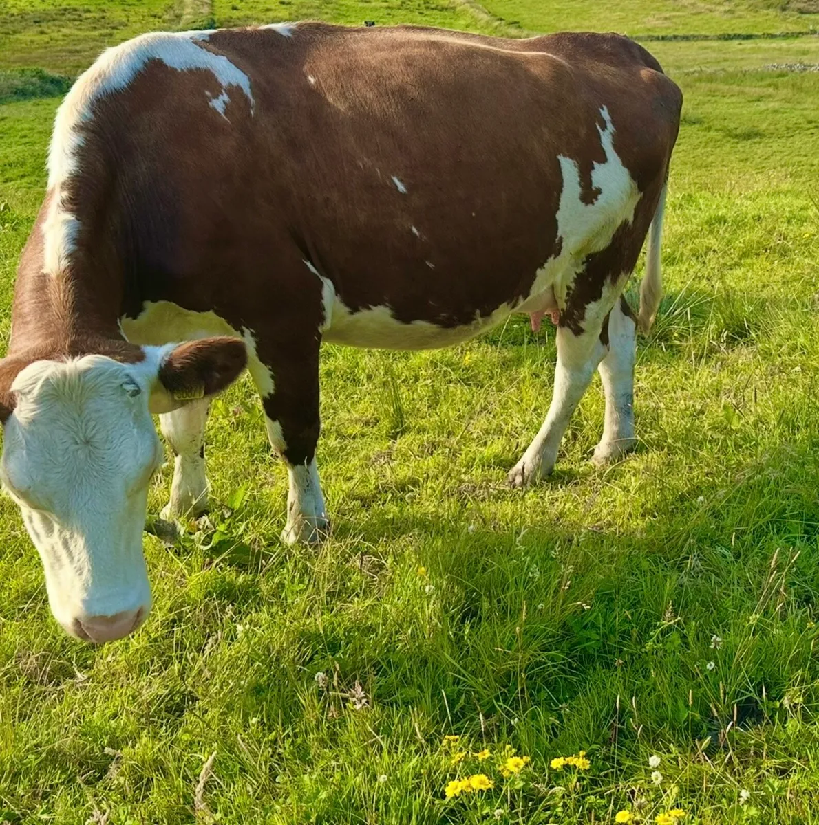 In Calf heifers / Springers times are all up - Image 4
