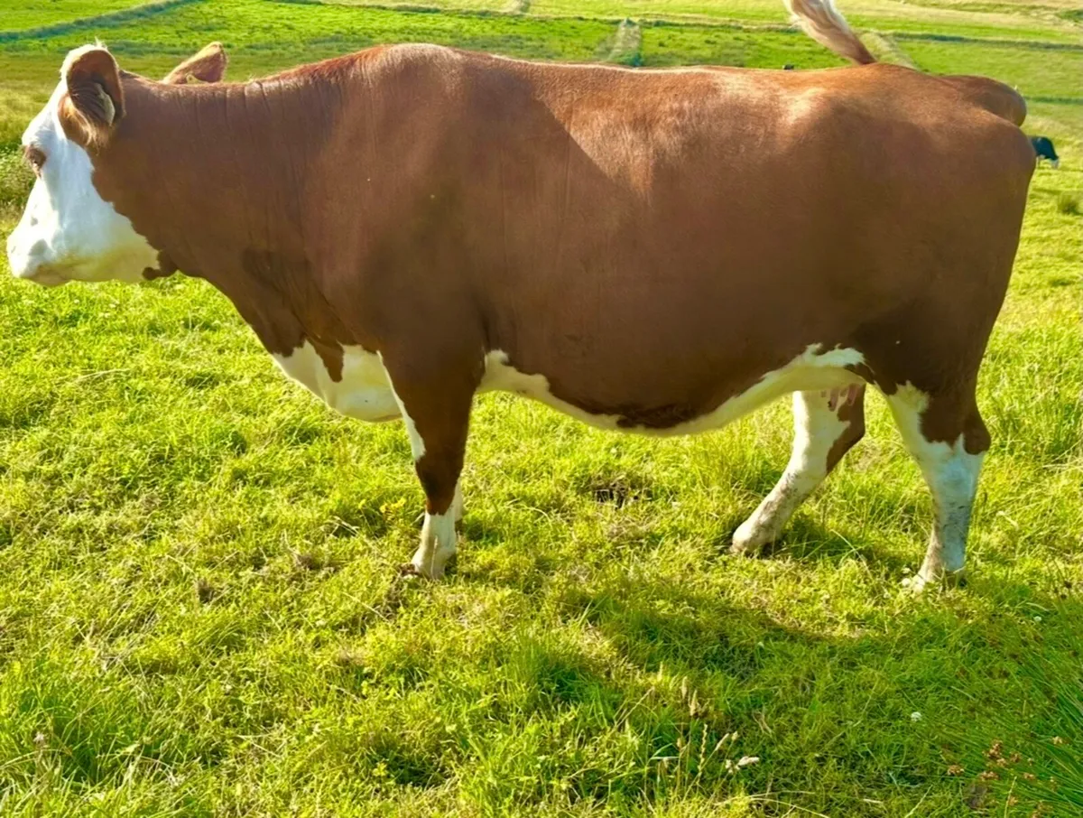 In Calf heifers / Springers times are all up - Image 2