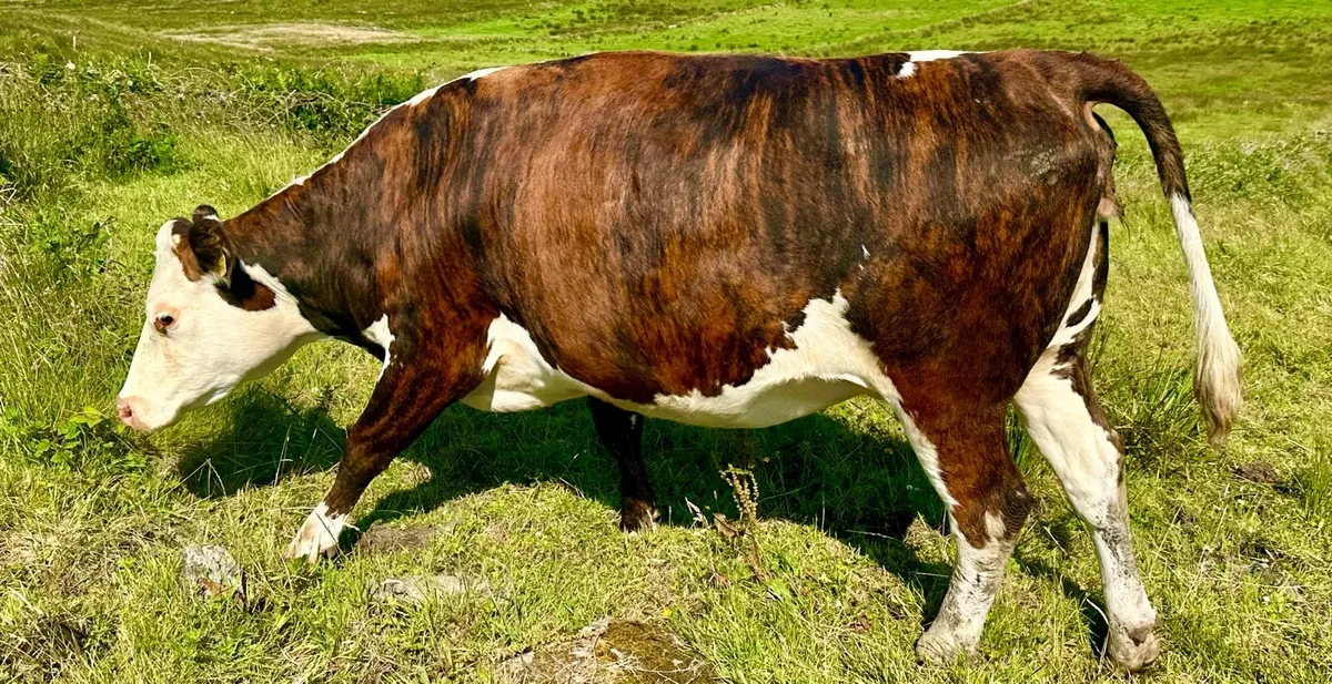 In Calf heifers / Springers times are all up - Image 1