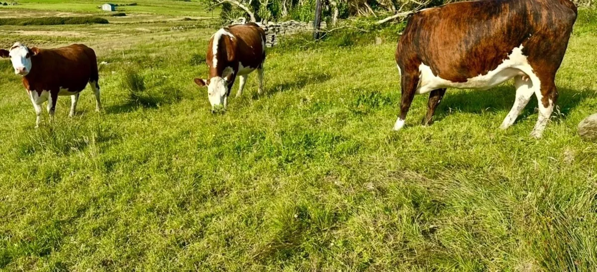 In Calf heifers / Springers times are all up - Image 3