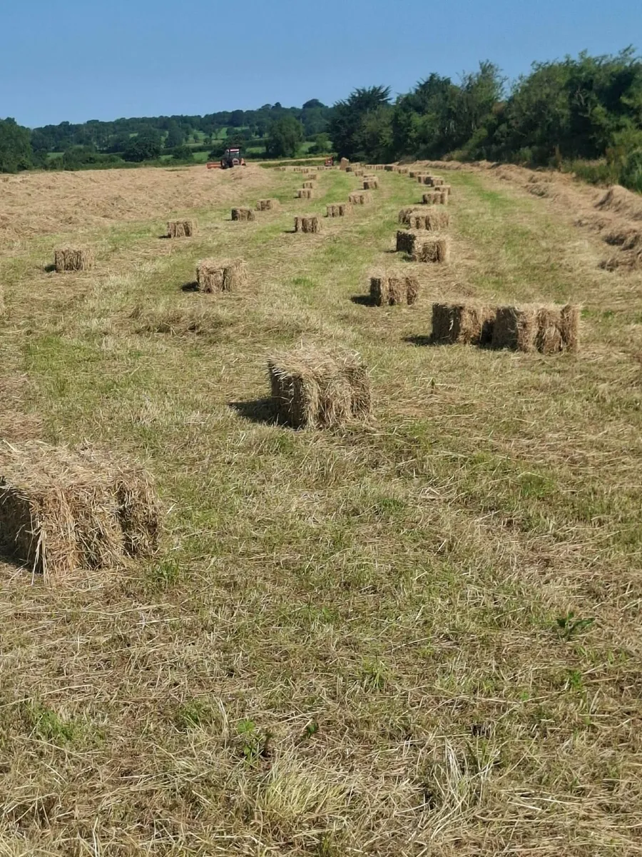 Bales of hay