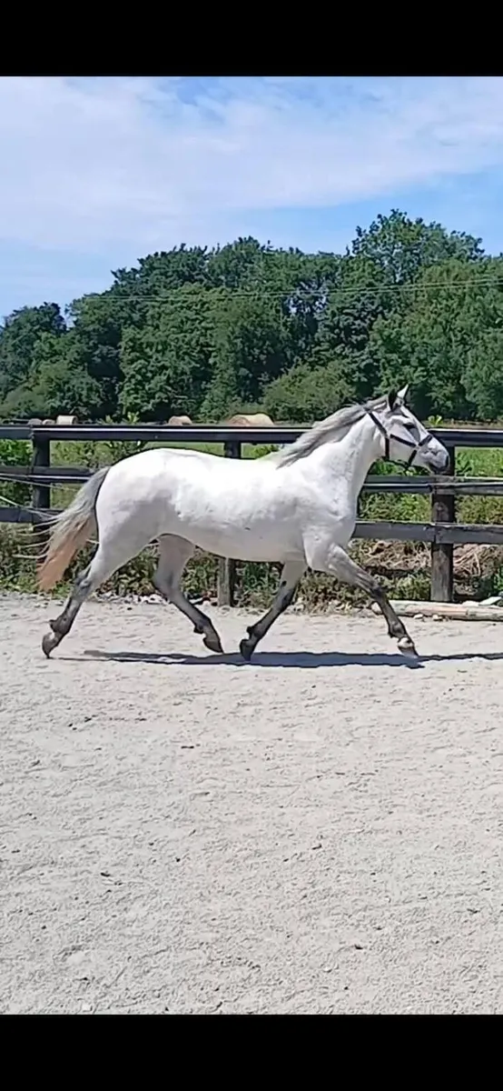 Selection of connemaras going to Cahirmee fair - Image 3