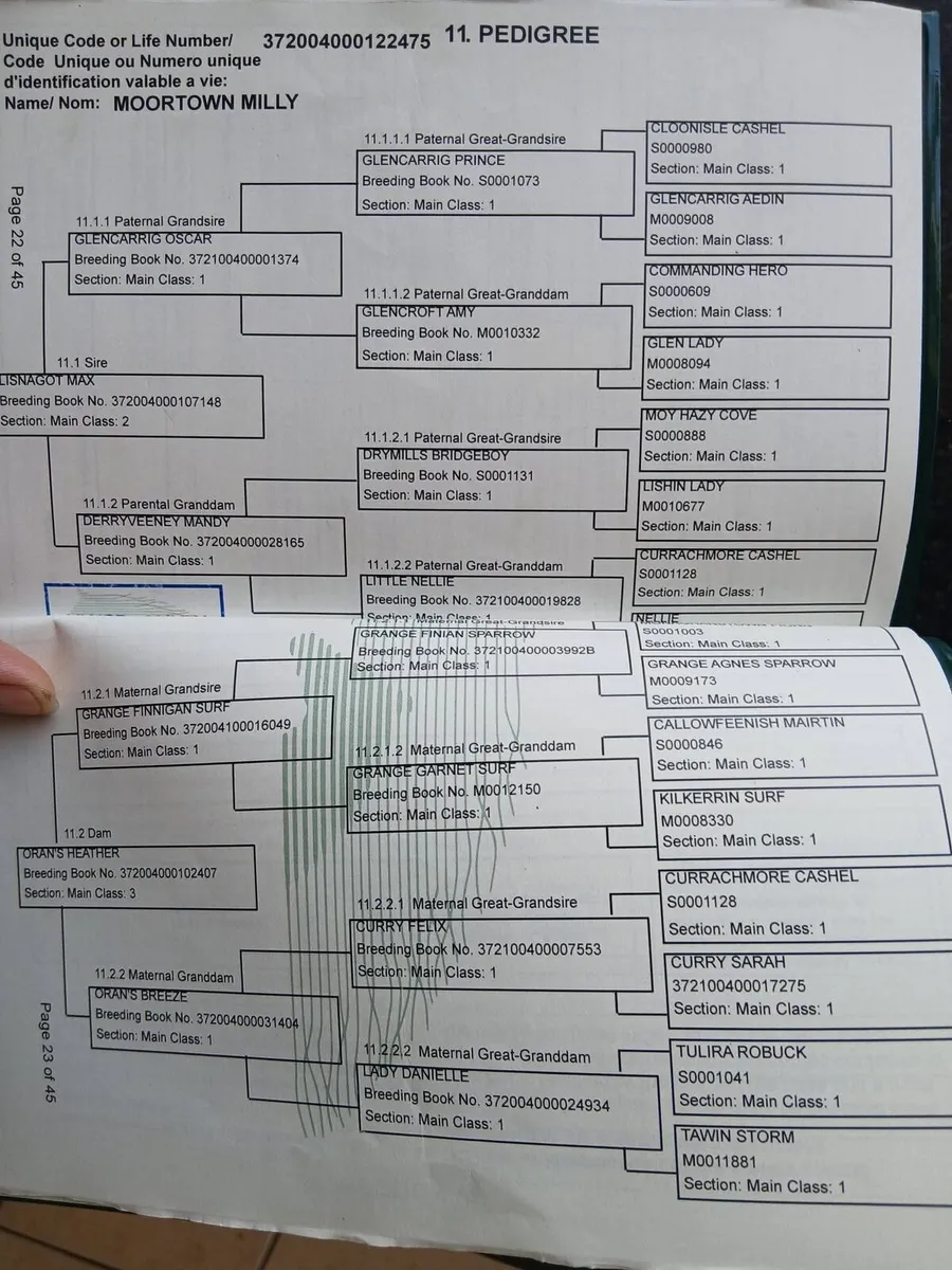 Selection of connemaras going to Cahirmee fair - Image 4