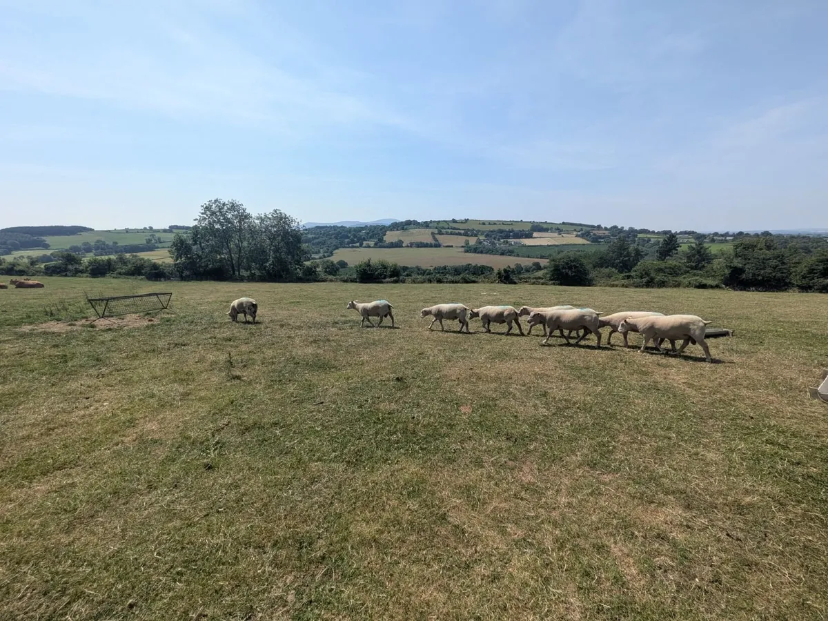 Pedigree Registered Charollais Rams SIS - Image 2