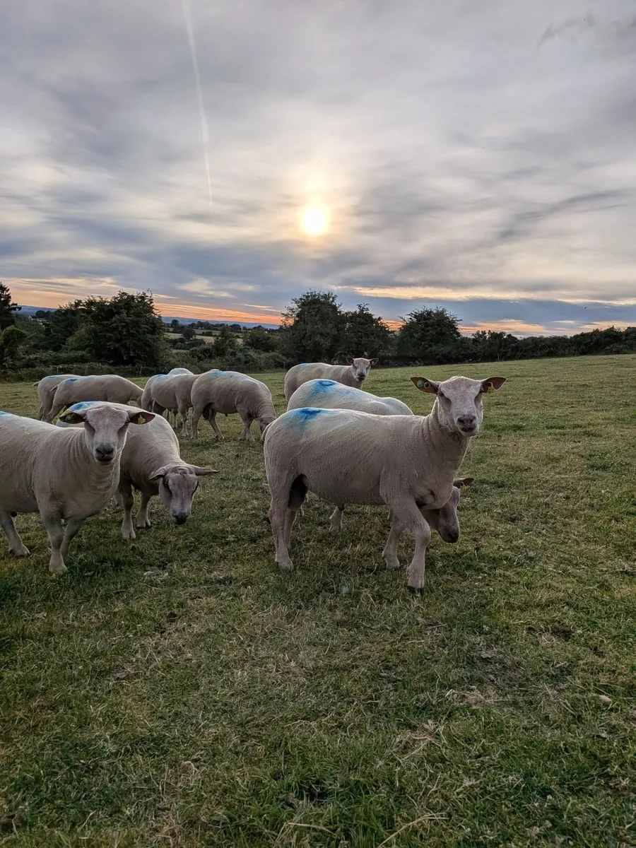 Pedigree Registered Charollais Rams SIS - Image 3