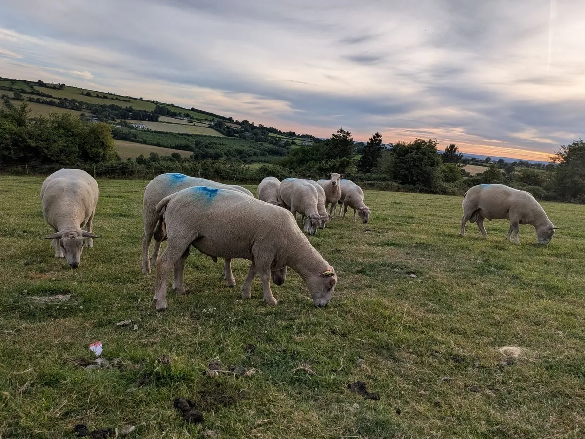 Pedigree Registered Charollais Rams SIS - Image 4