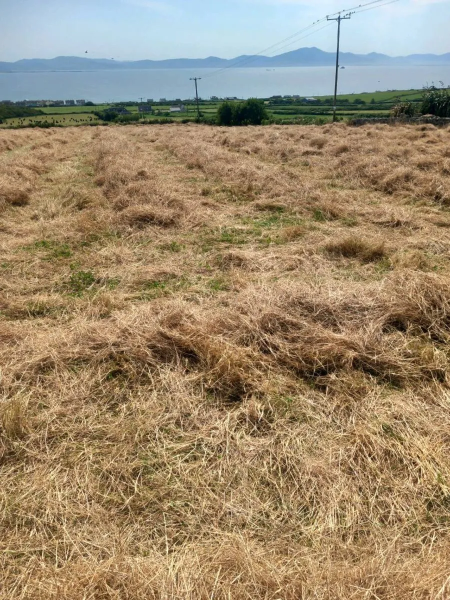 295 Small square bales of hay - Image 4