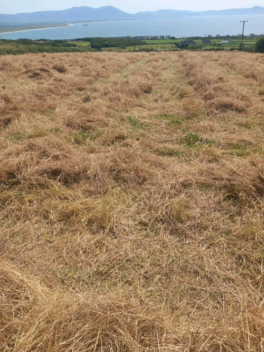 295 Small square bales of hay - Image 3