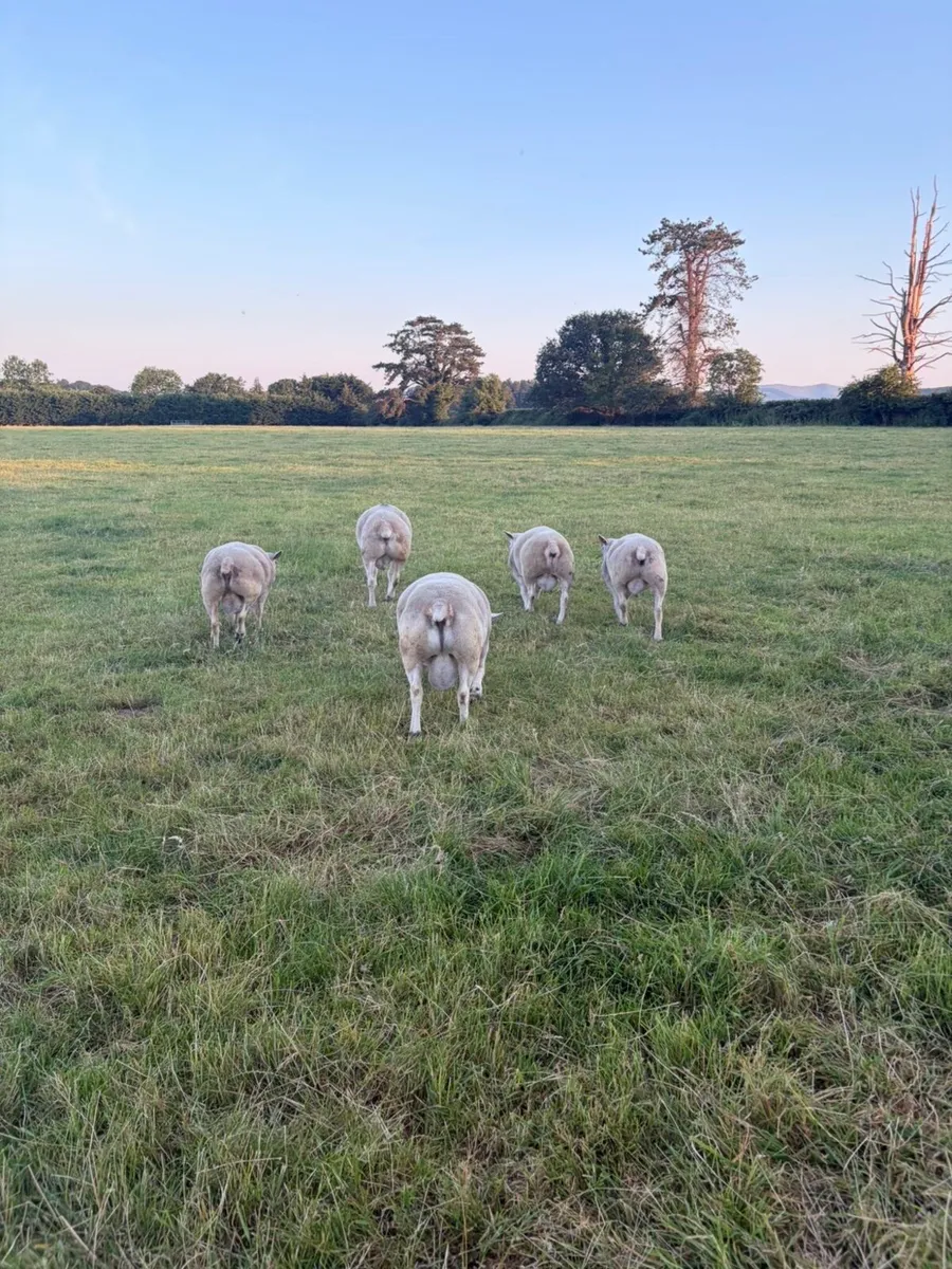 Pedigree texel rams-hoggets and lambs - Image 1