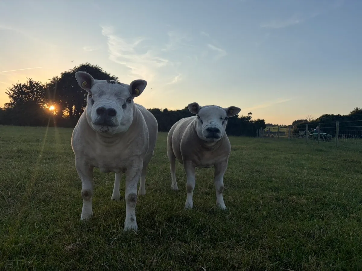Pedigree texel rams-hoggets and lambs - Image 3