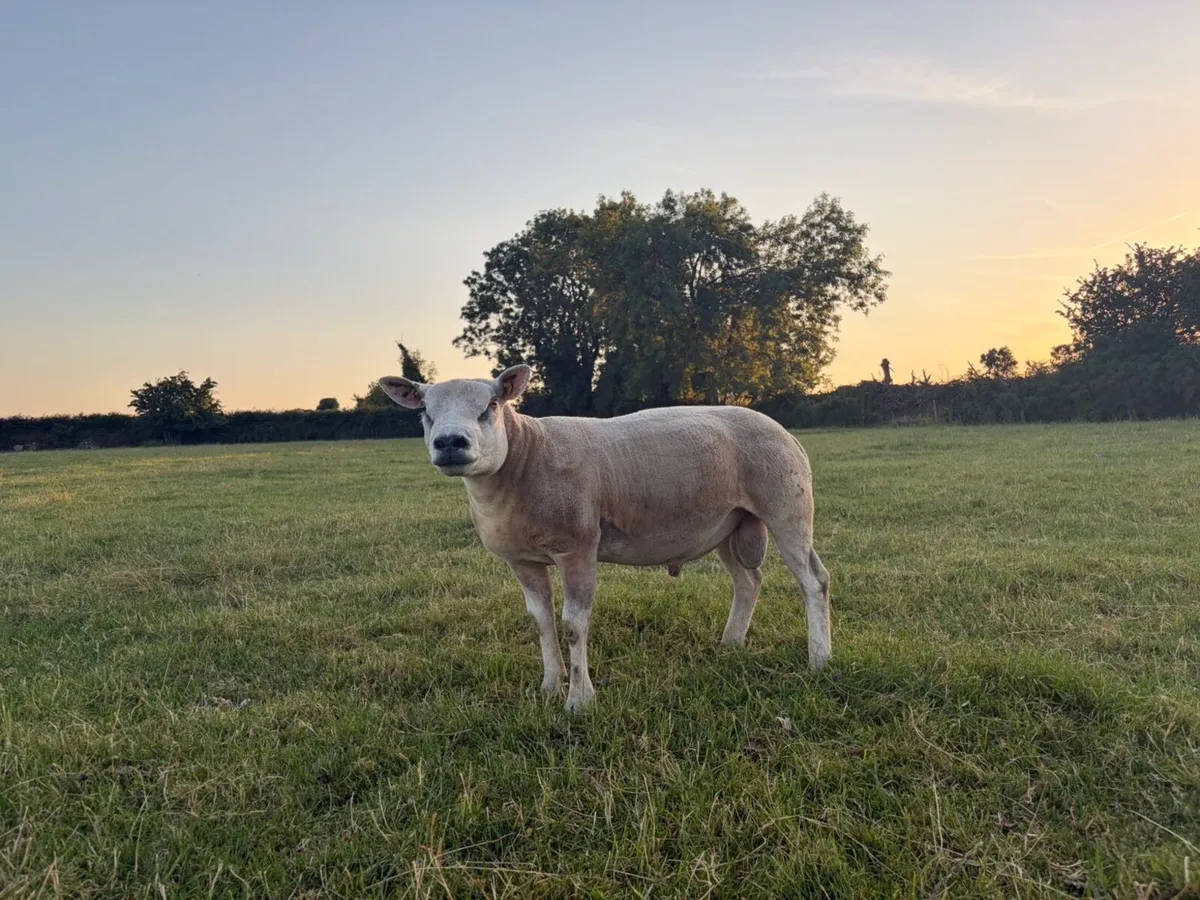 Pedigree texel rams-hoggets and lambs - Image 2
