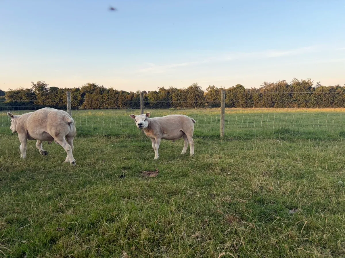 Pedigree texel rams-hoggets and lambs - Image 4