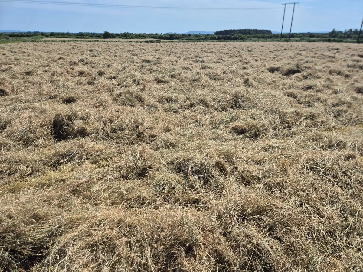 Square Bales of Hay - Image 4