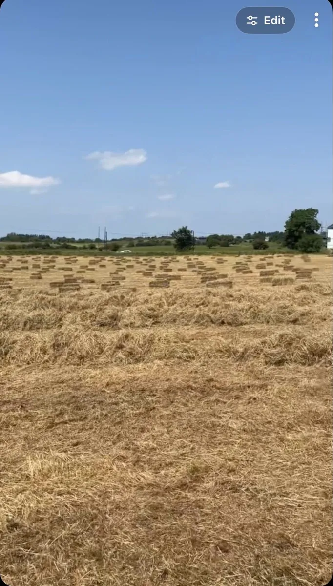Small square bales hay - Image 3
