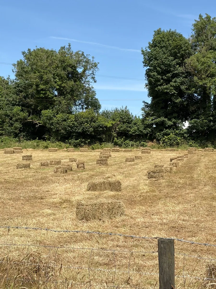 Small square bales hay - Image 4