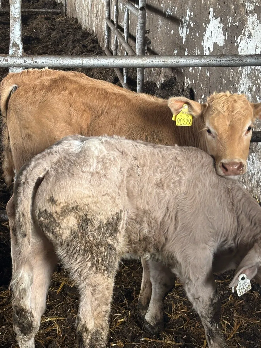 🔥🔥SUPER CH CALF🔥🔥 - Image 1