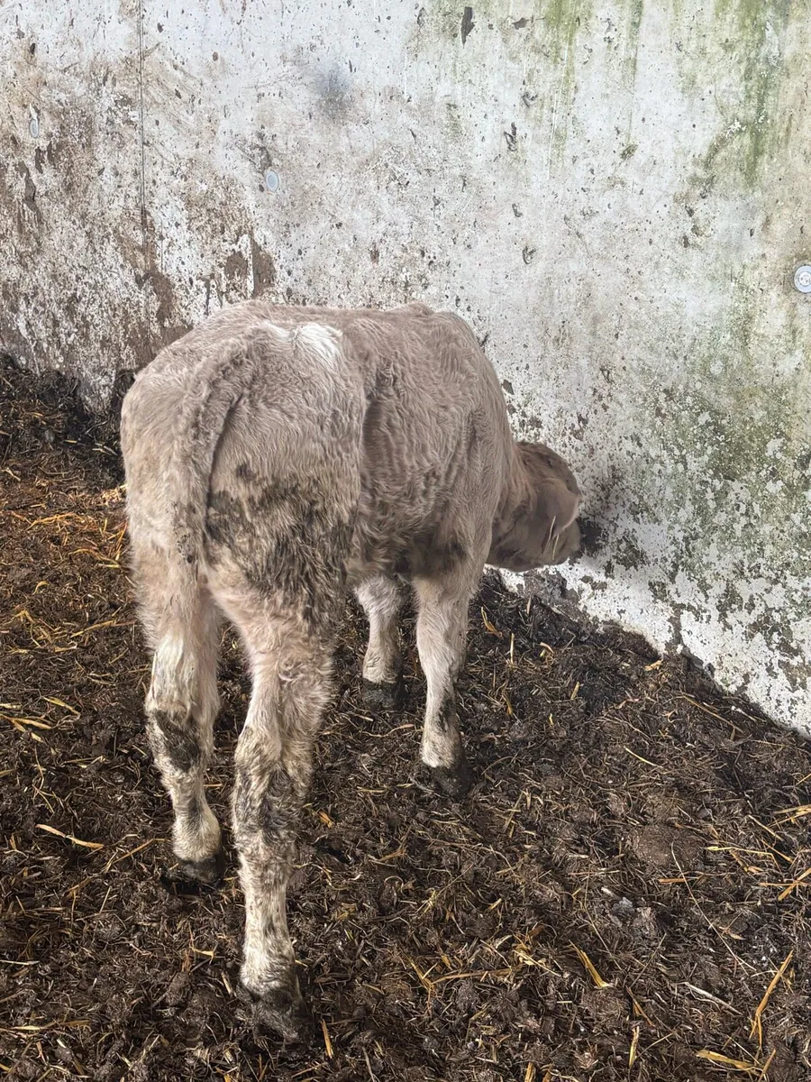 🔥🔥SUPER CH CALF🔥🔥 - Image 2