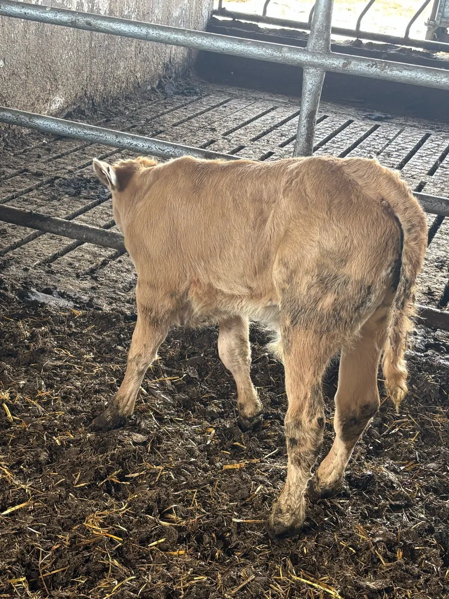 🔥🔥SUPER CH CALF🔥🔥 - Image 3
