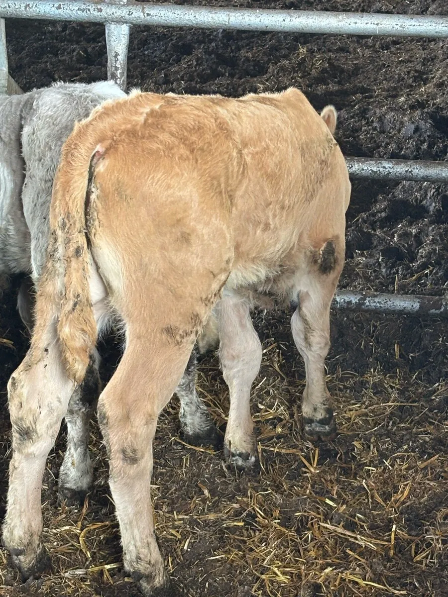 🔥🔥SUPER CH CALF🔥🔥 - Image 4