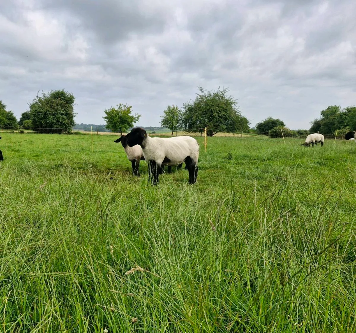 Suffolk  sheep - Image 1
