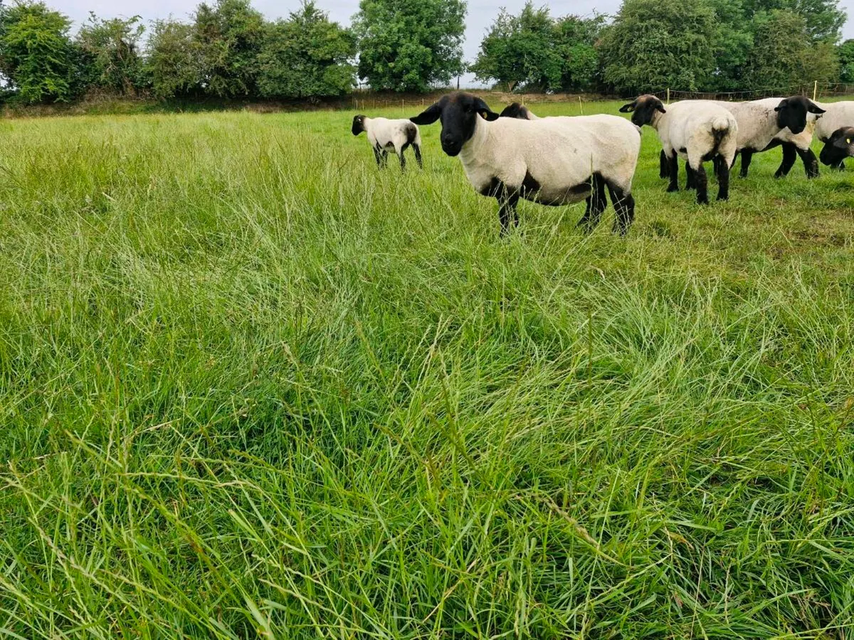 Suffolk  sheep - Image 2