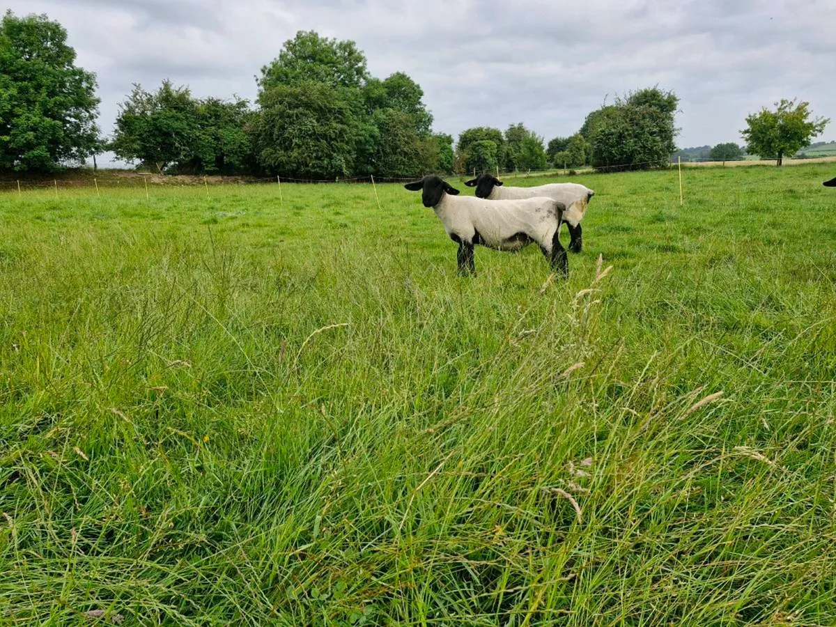 Suffolk  sheep - Image 3