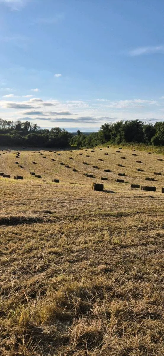 Small square bales of hay - Image 1