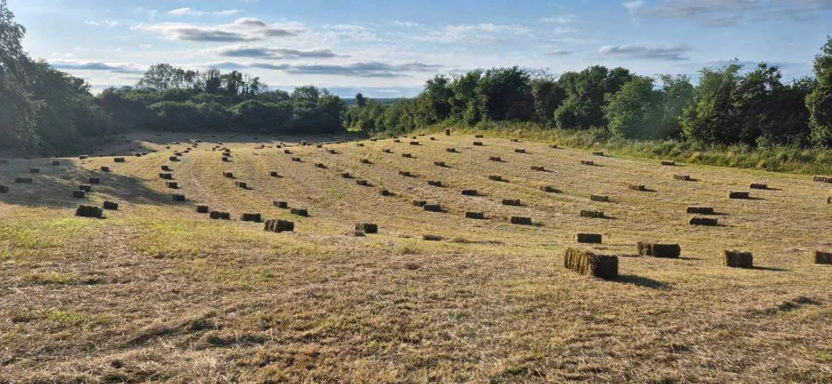 Small square bales of hay - Image 2