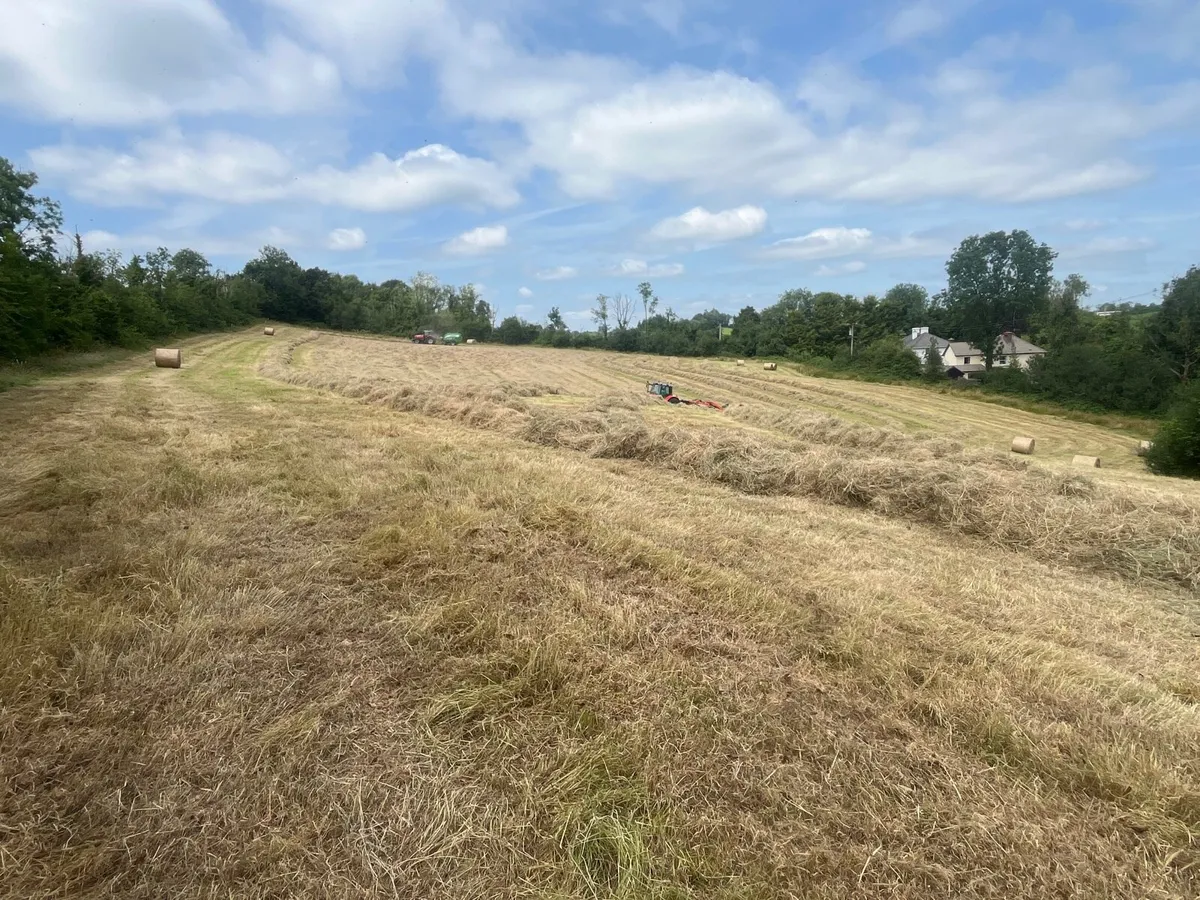 Hay - Image 1