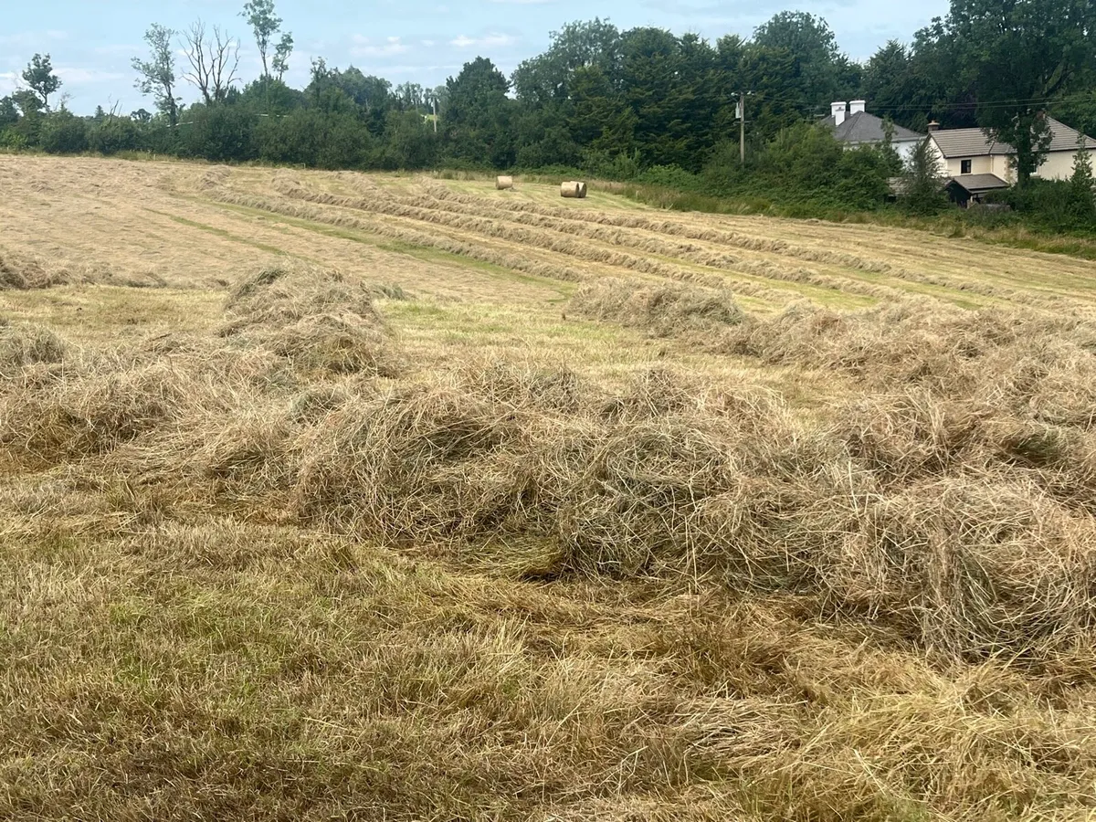 Hay - Image 2