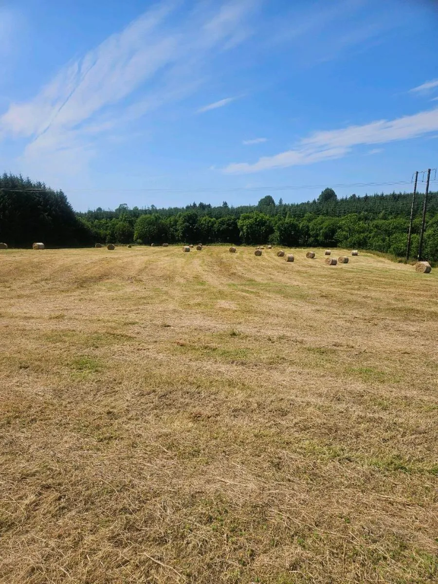 Hay - Image 1