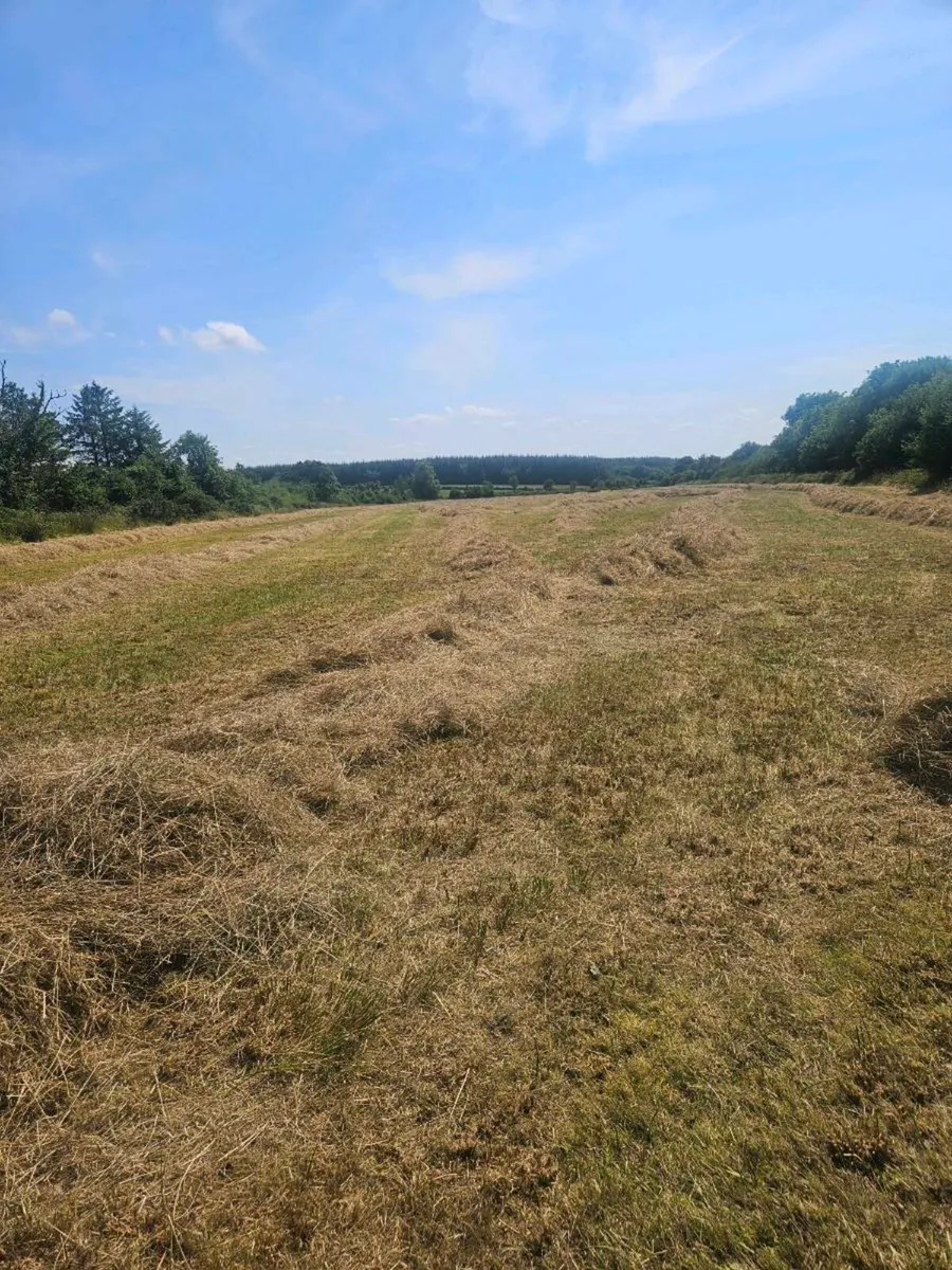 Hay - Image 3