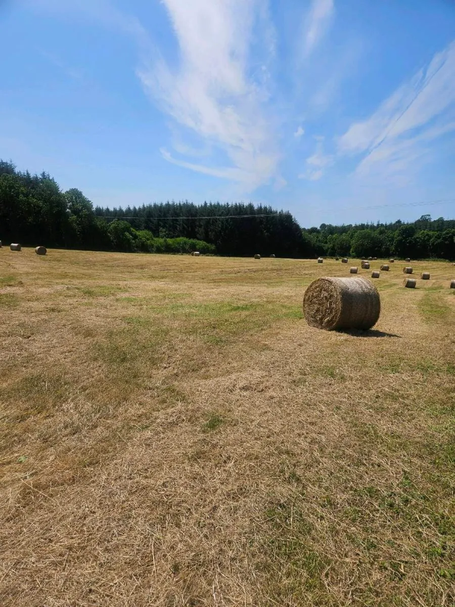 Hay - Image 2