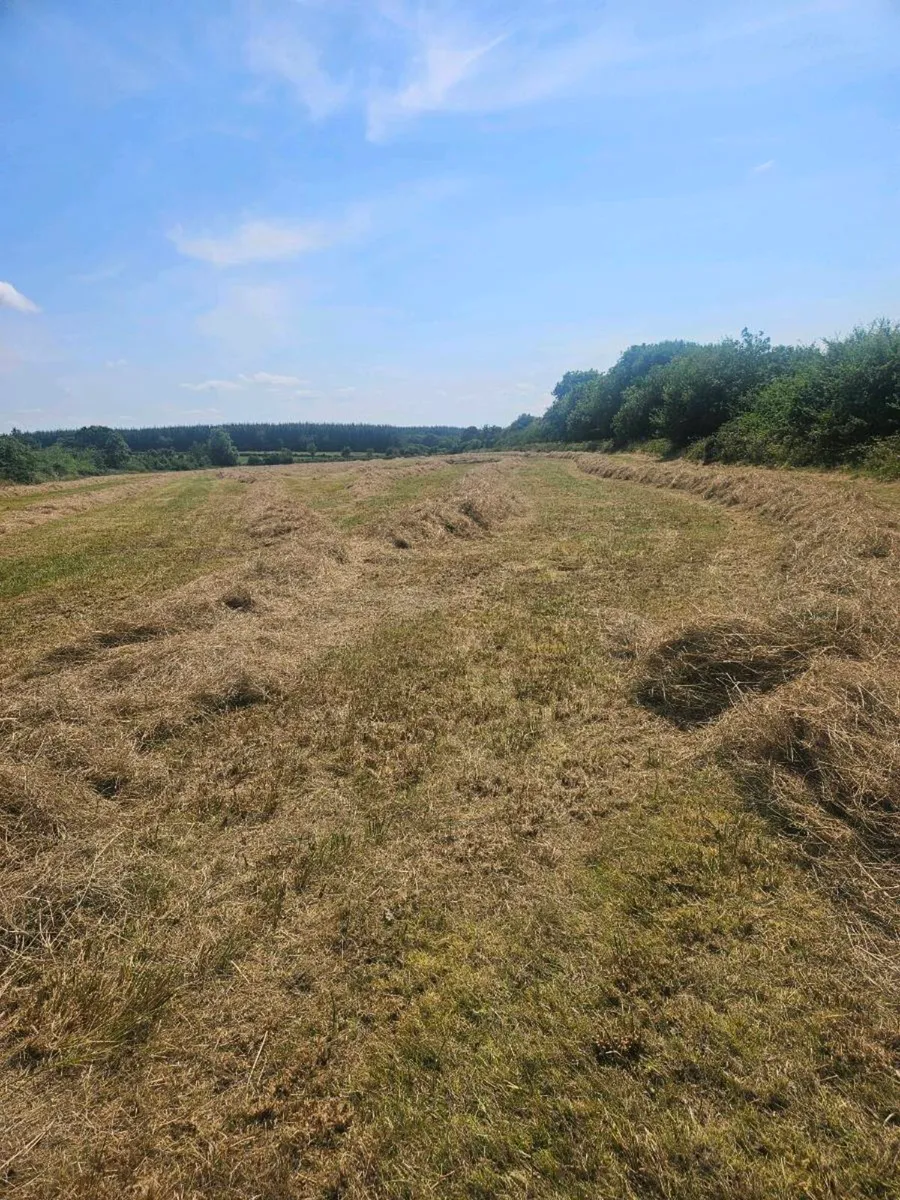 Hay - Image 4
