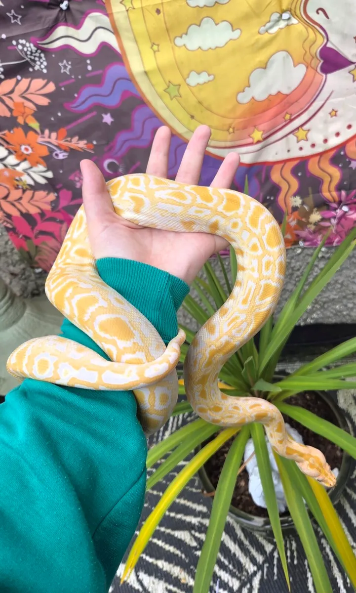 Burmese python Constrictors - Image 1