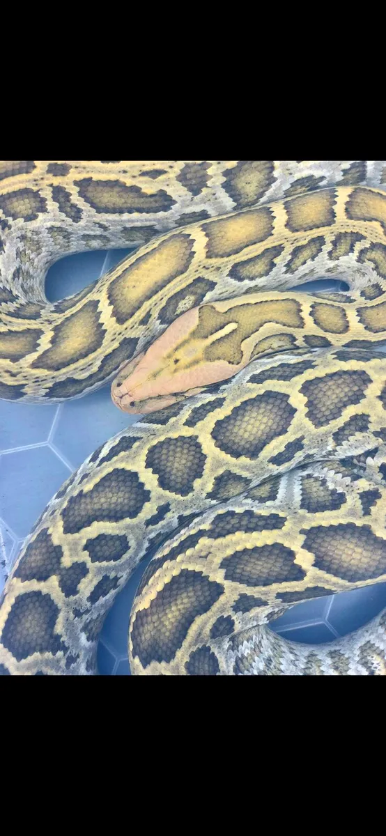 Burmese python Constrictors - Image 2